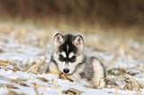 SIBERIAN HUSKY 267
